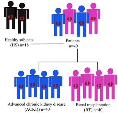 Effect of Kidney Transplantation on Accelerated Immunosenescence and Vascular Changes Induced by Chronic Kidney Disease